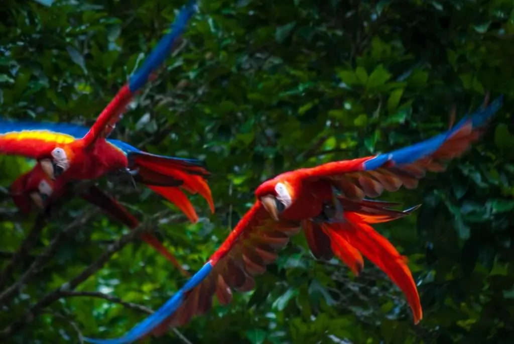 Colorful macaws flying nearby the entrance of the Copan ruins in Honduras