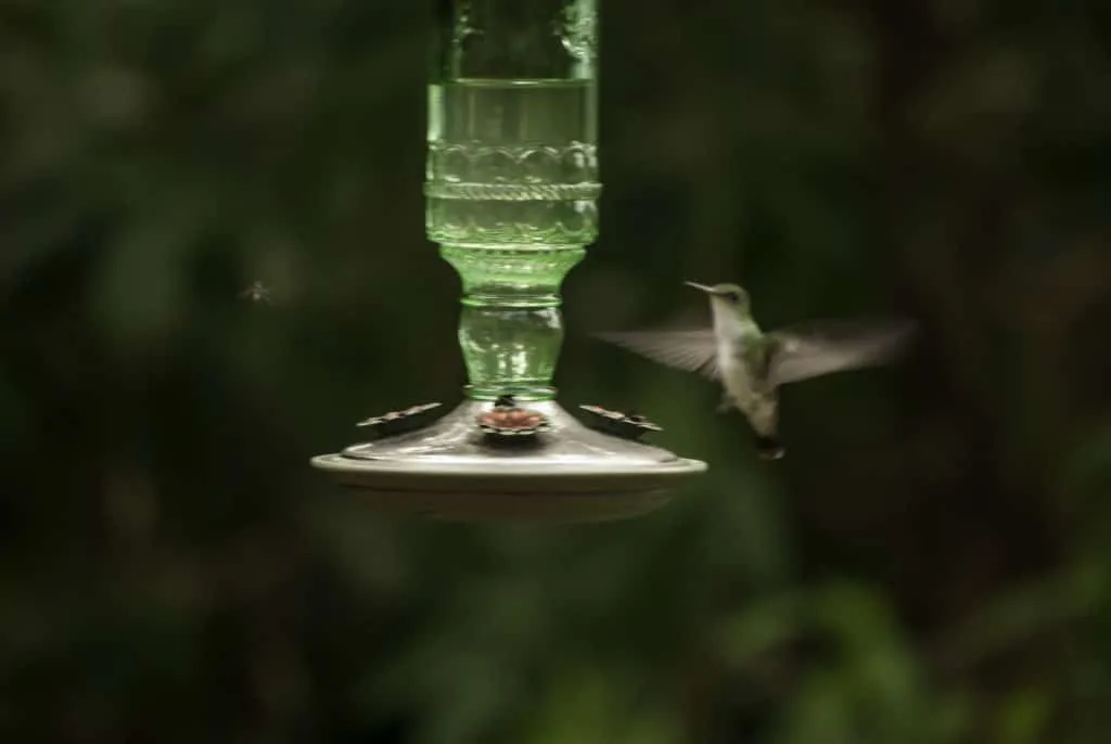 Colibri is trying to drink water in Honduras