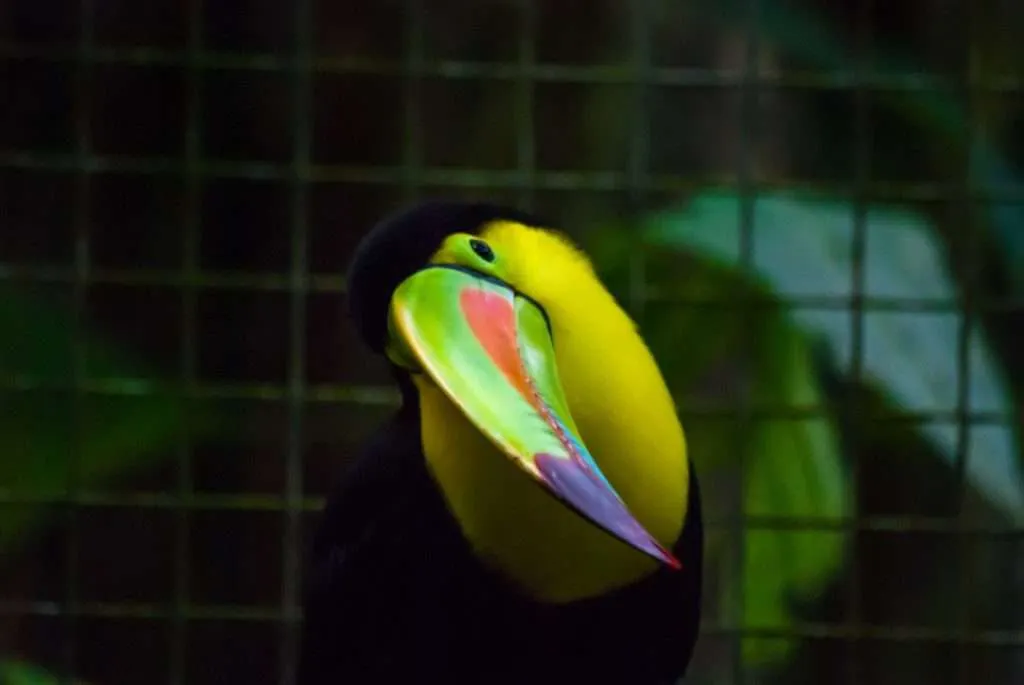 A Toucan is staring in the camera in Macaw Mountain near Copan Ruins, Honduras
