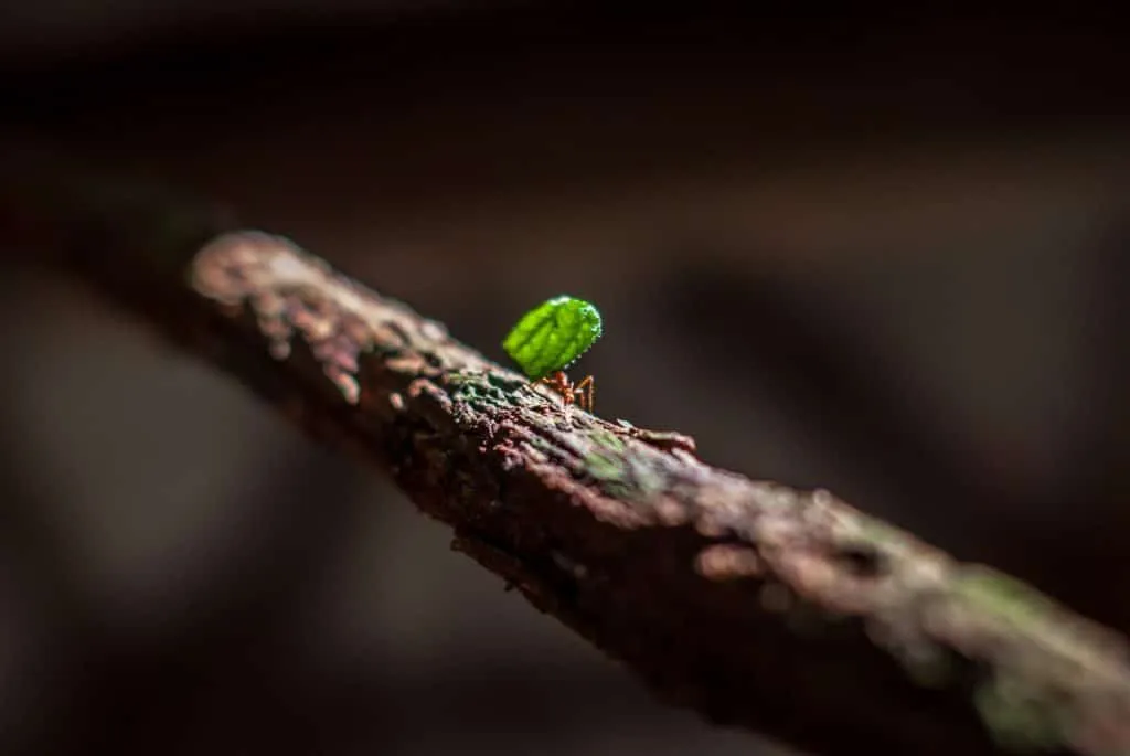 A leafcutter ant in Monteverde national park, Costa Rica