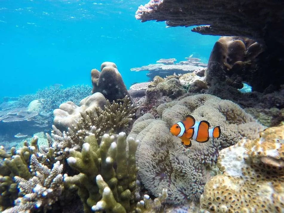 sea world, Perhentian islands, Philippines