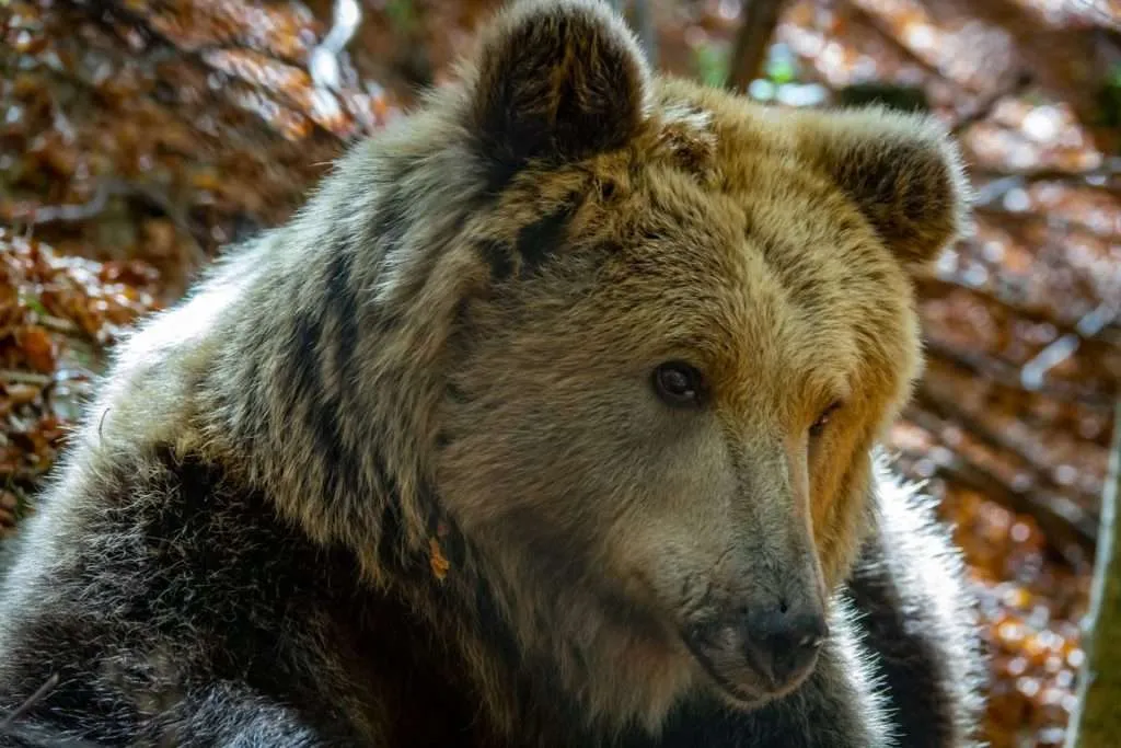 Dancing bears park Belitsa Bulgaria