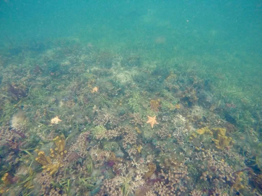 The underwater life around Bocas del Toro in Panama