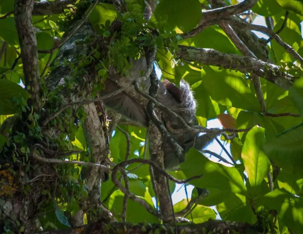 The lazy sloth is high in the tree in Manuel Antonio national park, Costa Rica