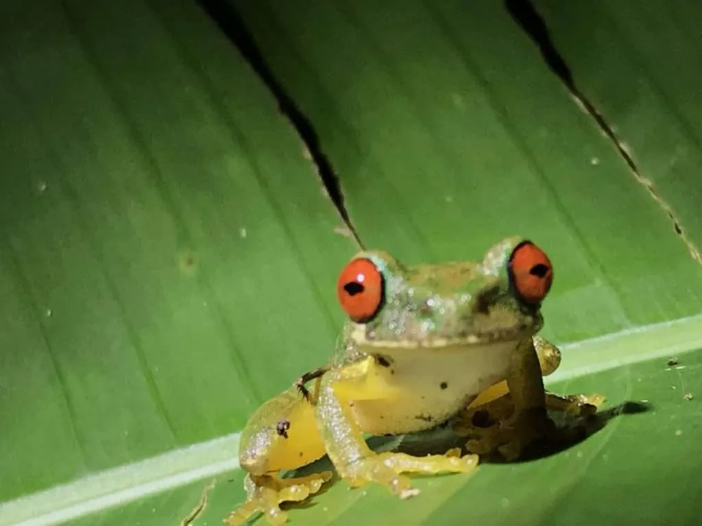 A small cute red eyed stream from in the Monteverde national park, Costa Rica