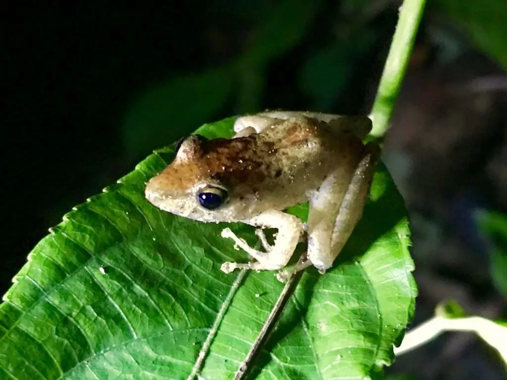 A rain frog during our night walk in Drake Bay, COrcovado National Park, Costa Rica