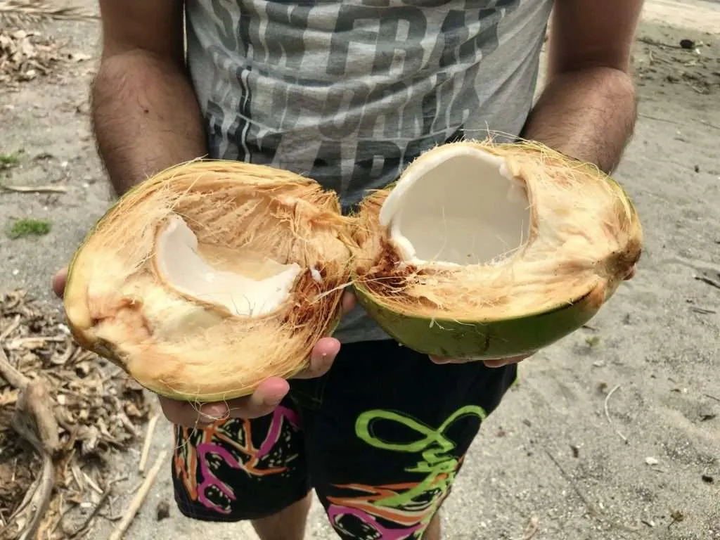 Nace crashed a fresh coconut with bare hands and teased the monkeys at Caño Island, Corcovado National Park, Costa Rica