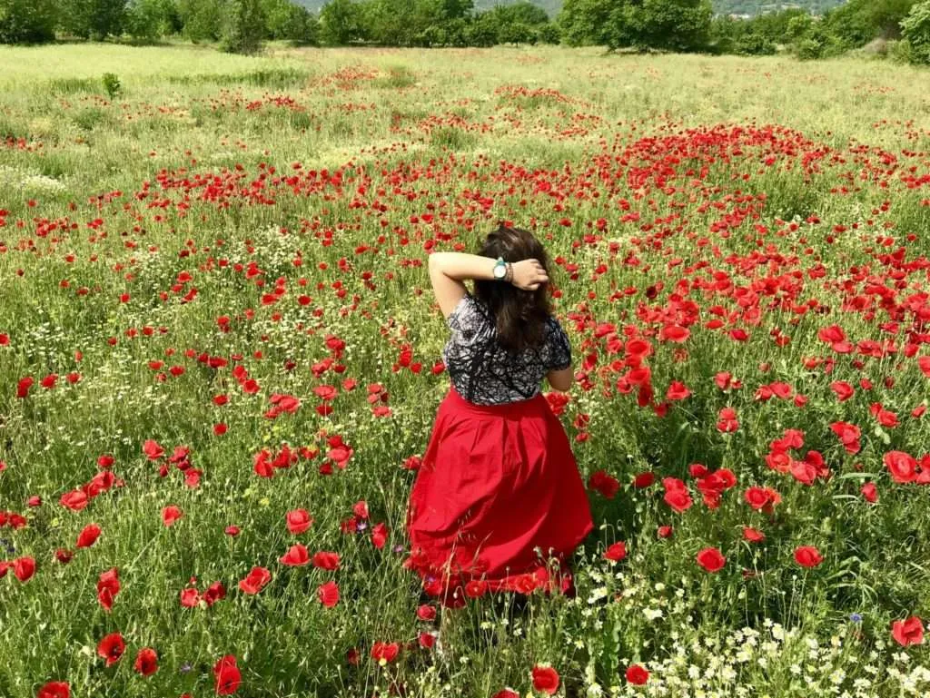 Poppies are everywhere nearby Veljusa village, Strumica, Macedonia