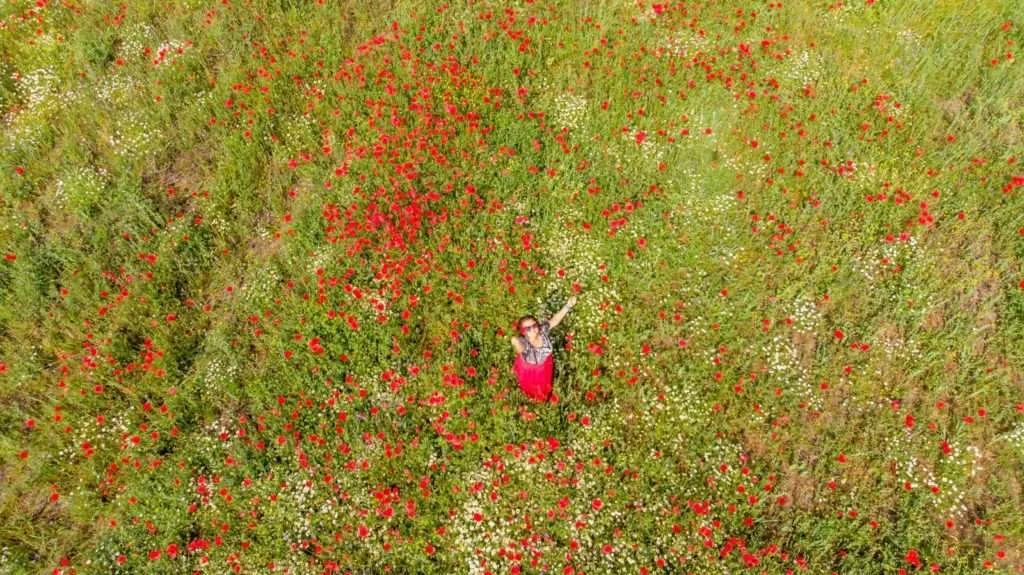 Poppies are everywhere nearby Veljusa village, Strumica, Macedonia