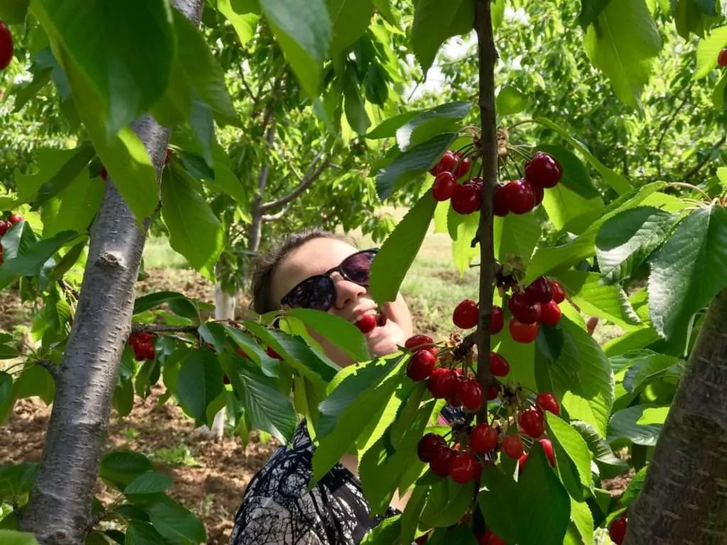 Cherries are so tasty if you eat them directly from the tree, nearby Veljusa village, Strumica, Macedonia