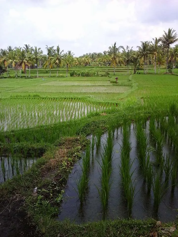 Follow the locals in the rice fields of Ubud, Bali