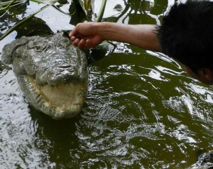 Petting a Wild Crocodile in Bangladesh