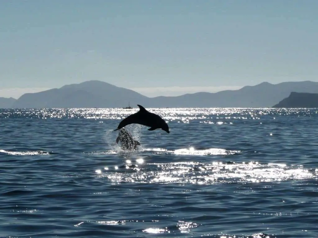 new_zealand_bay_of_islands_swimming_with_dolphins