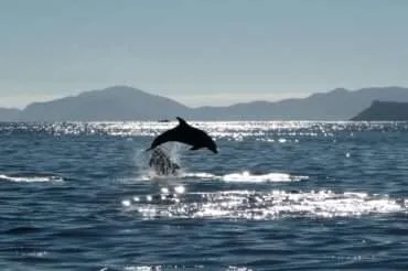 Top 5 things to do in Bay of Islands, New Zealand
