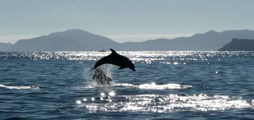 Top 5 things to do in Bay of Islands, New Zealand
