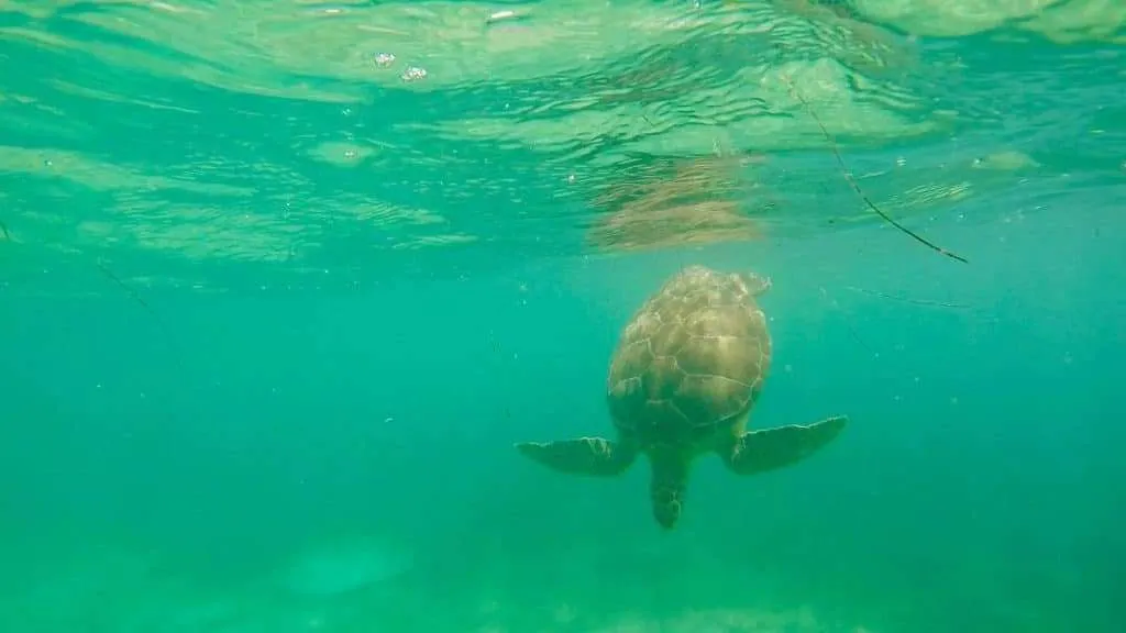 Nature responsible travel - Mexico, Akumal, sea turtle