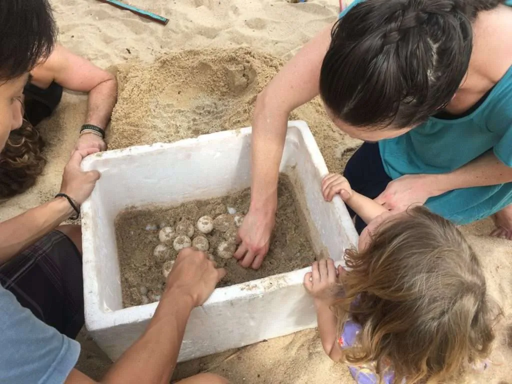 Nature responsible travel - sea turtles nest