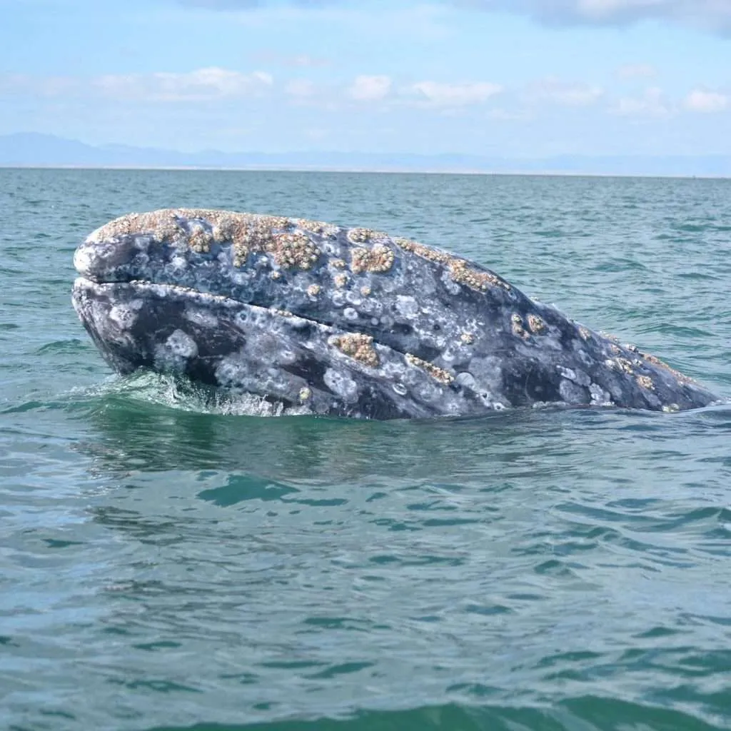 Nature responsible travel - ethical whale watching
