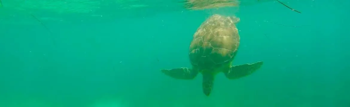 Responsible tourism: Can we travel and be responsible to nature