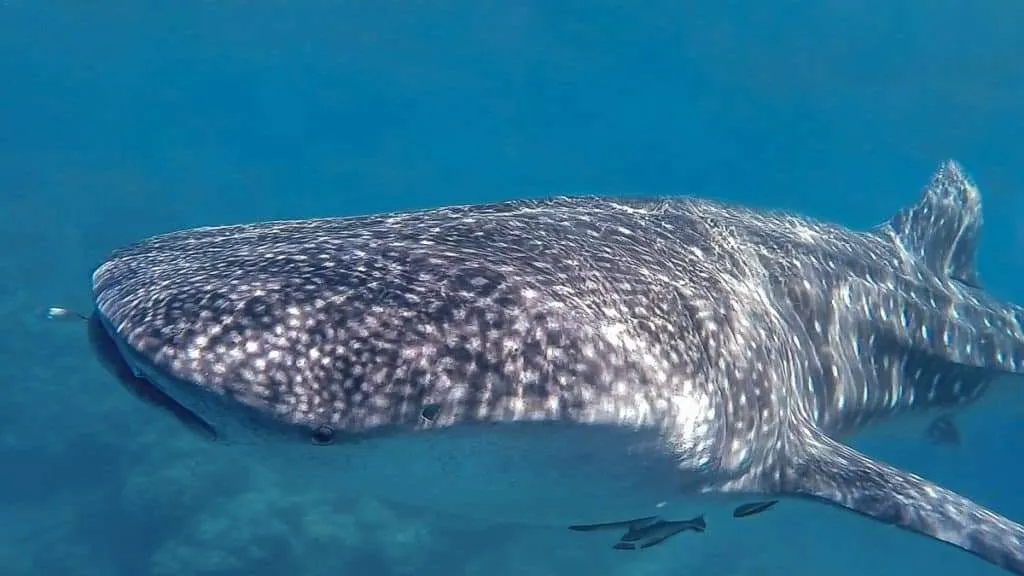 Nature responsible travel - whale shark swimming