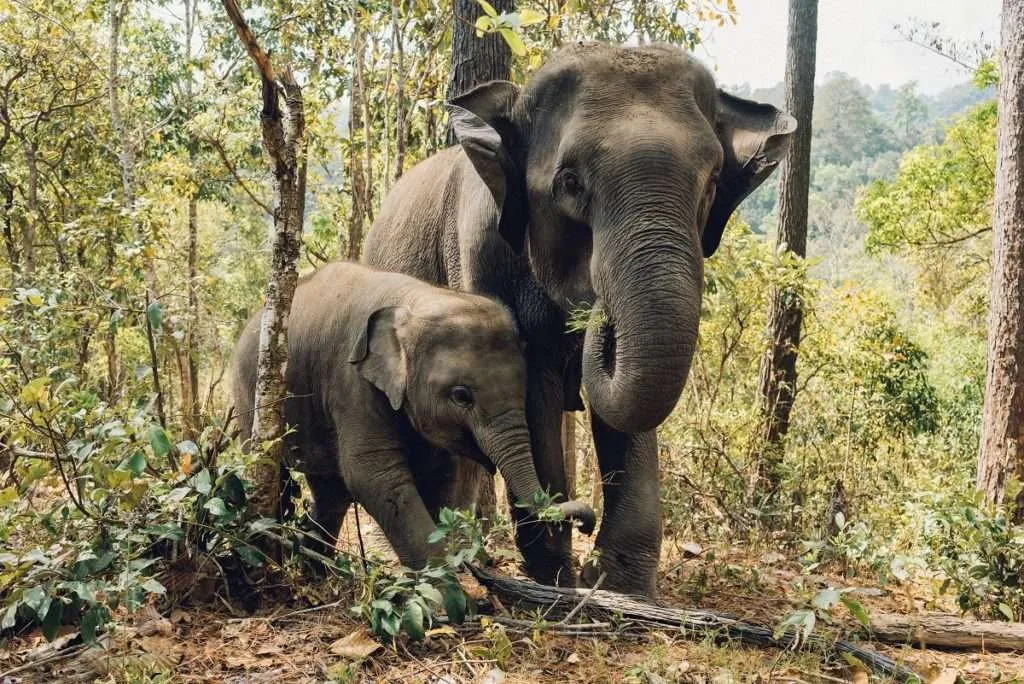 Nature responsible travel - elephant sanctuaries