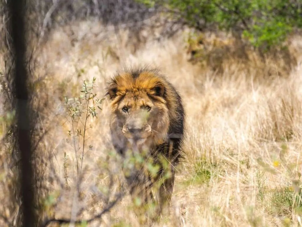 Nature responsible travel - rescued lion naankuse sanctuary namibia