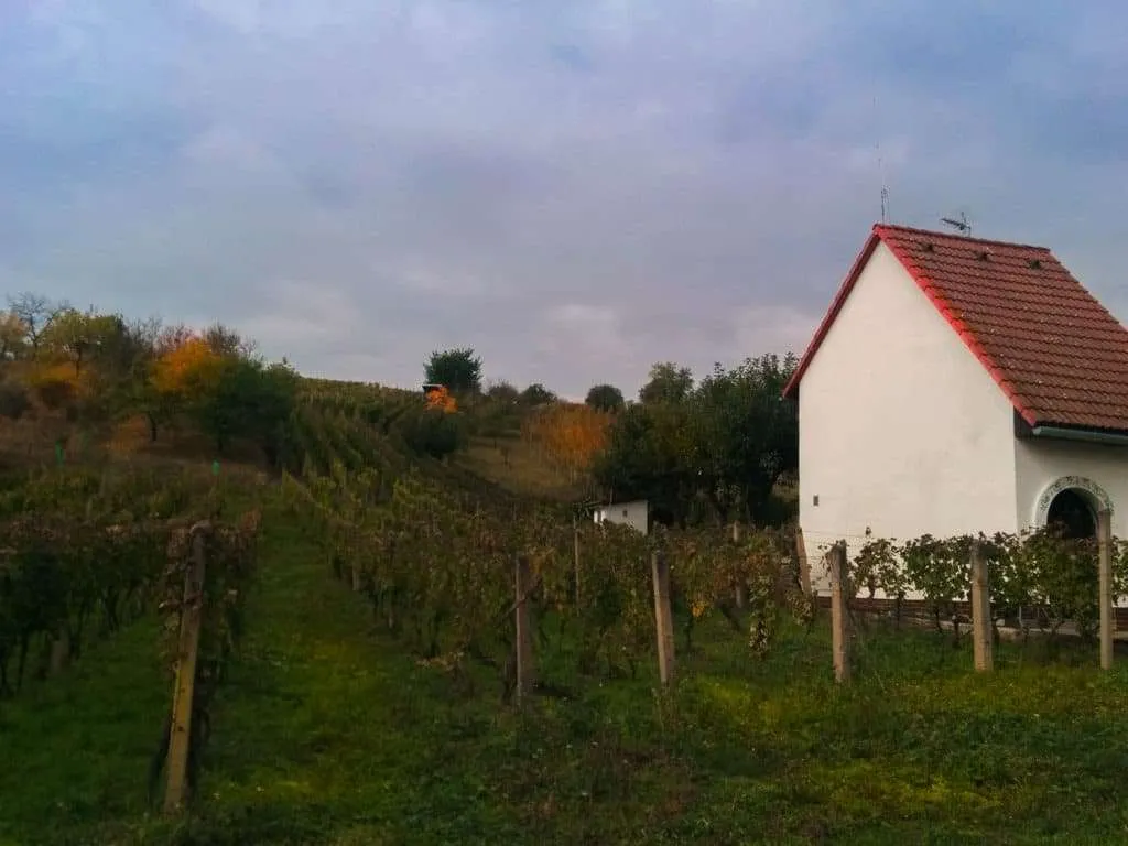 Wine tourism: best countries to taste wine: Burcak march Czech Republic