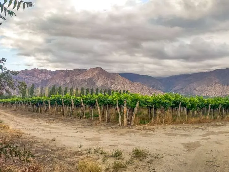 Wine tourism: best countries to taste wine: vineyards in Cafayate, Argentina