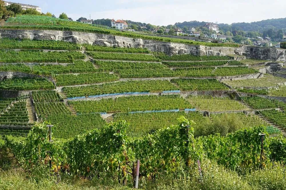 Wine tourism: best countries to taste wine: Lavaux Vineyards, Switzerland