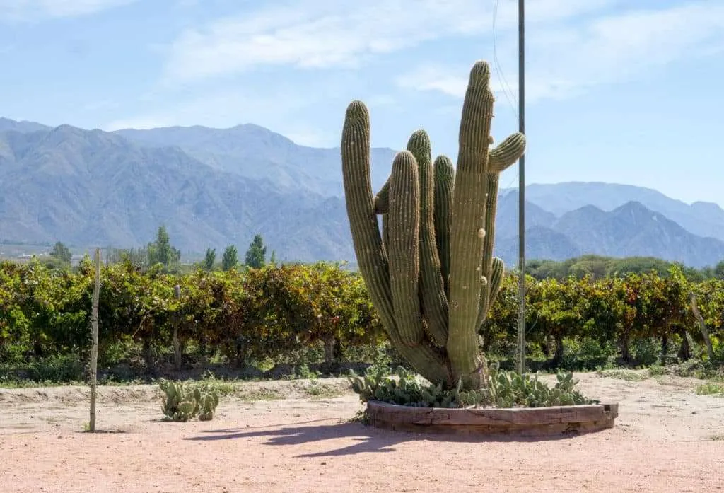 Wine tourism: best countries to taste wine: Salta, Argentina