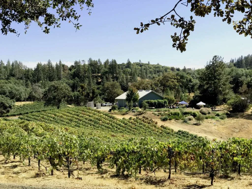 YWine tourism: best countries to taste wine: California, USA, Yorba vineyard Amador County
