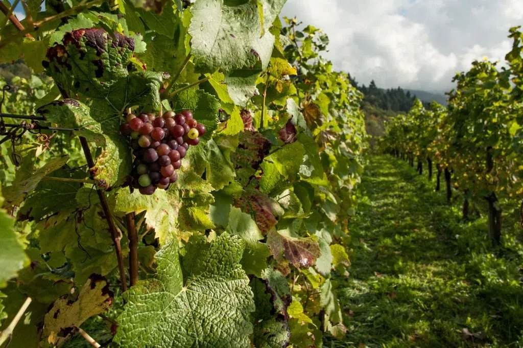 Wine tourism: best countries to taste wine: vineyard in Georgia