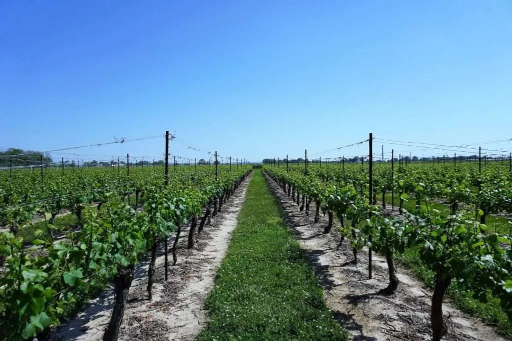 Wine tourism: best countries to taste wine: Canada, Niagara vineyards