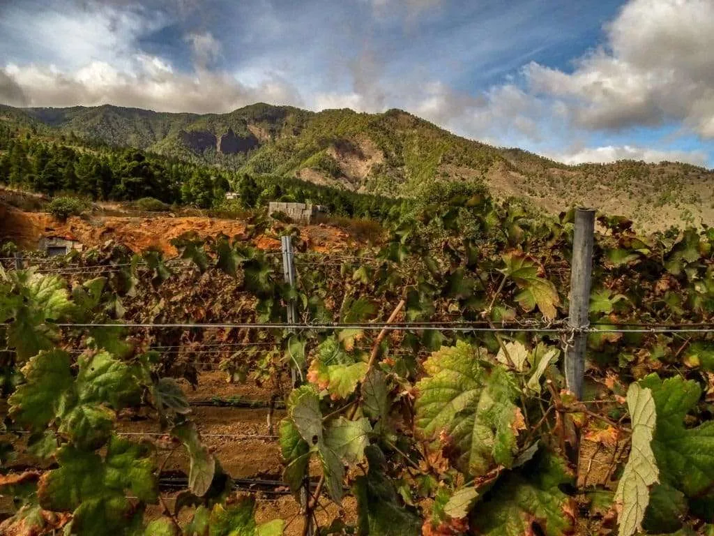 Wine tourism: best countries to taste wine: guachinches Tenerife