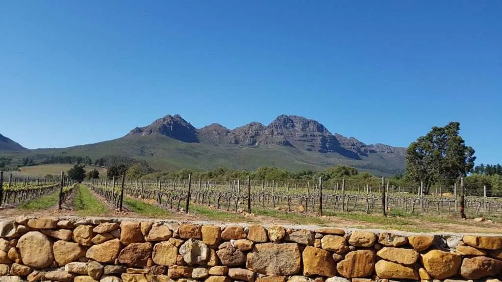 Wine tourism: best countries to taste wine: South Africa
