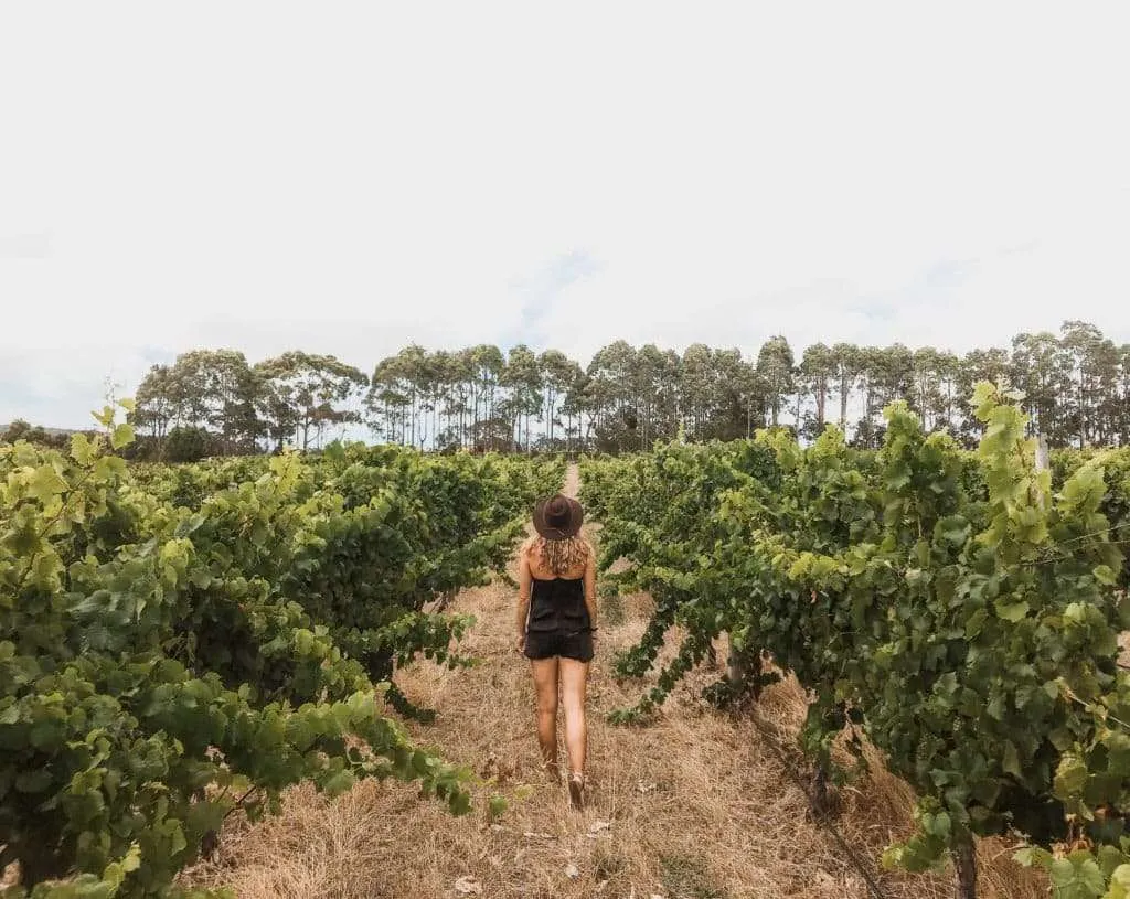 Wine tourism: best countries to taste wine: Margaret river, Australia