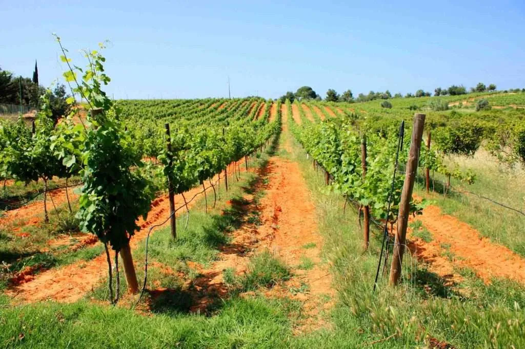 Wine tourism: best countries to taste wine: vineyard in Portugal