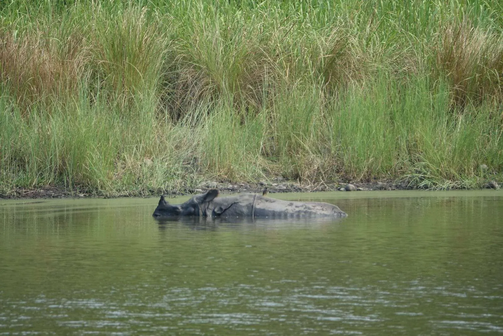 Nepal itinerary - Chitwan jungle black rhino