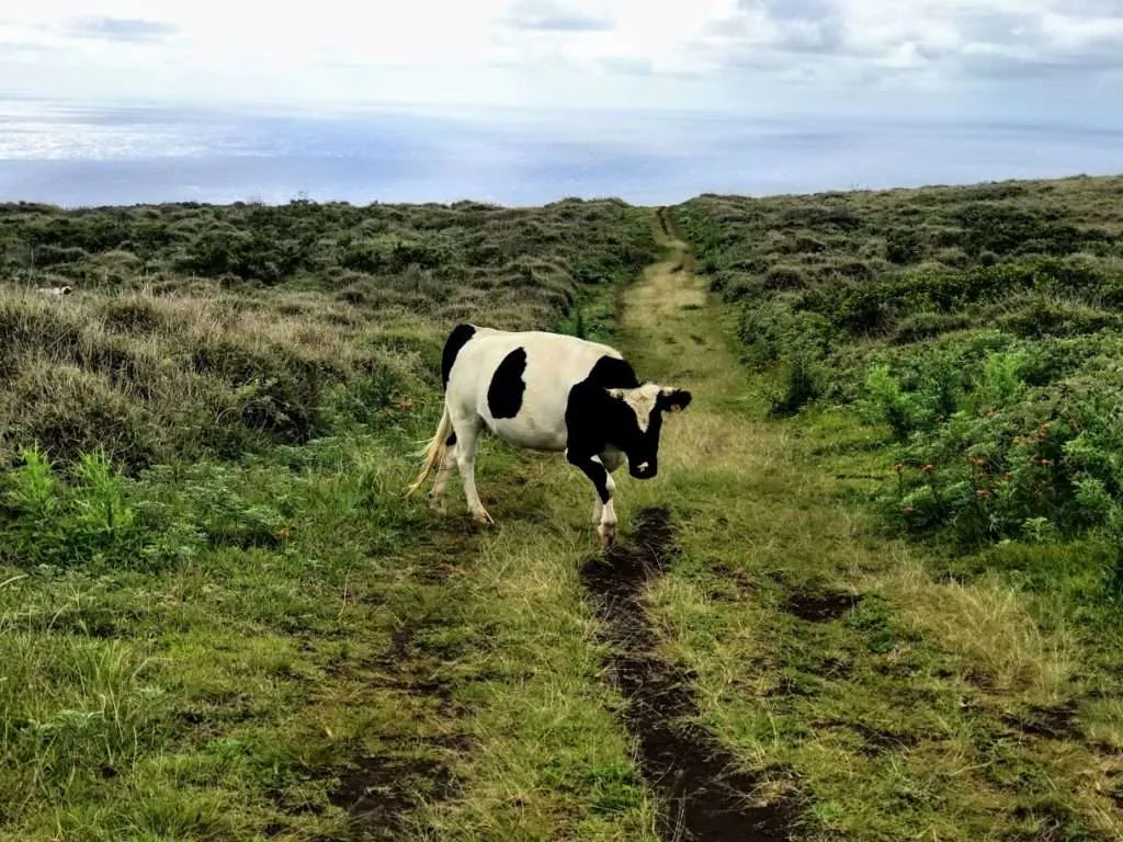 Plan a trip to Easter Island - how to get, where to stay, what to do and 4-day Easter Island itinerary