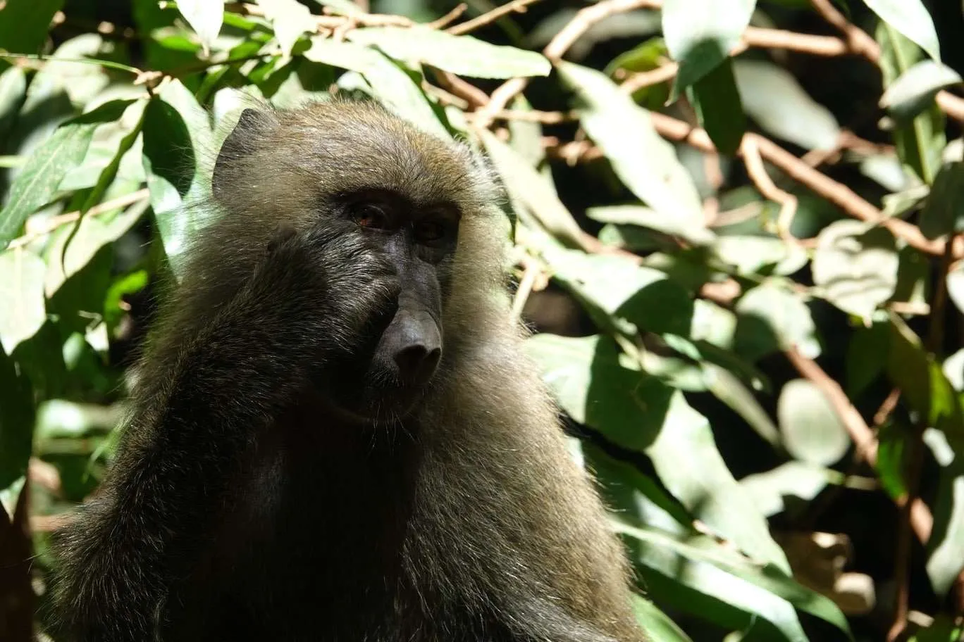 10-day Tanzania and Zanzibar itinerary - Lake Manyara National Park and Reserve