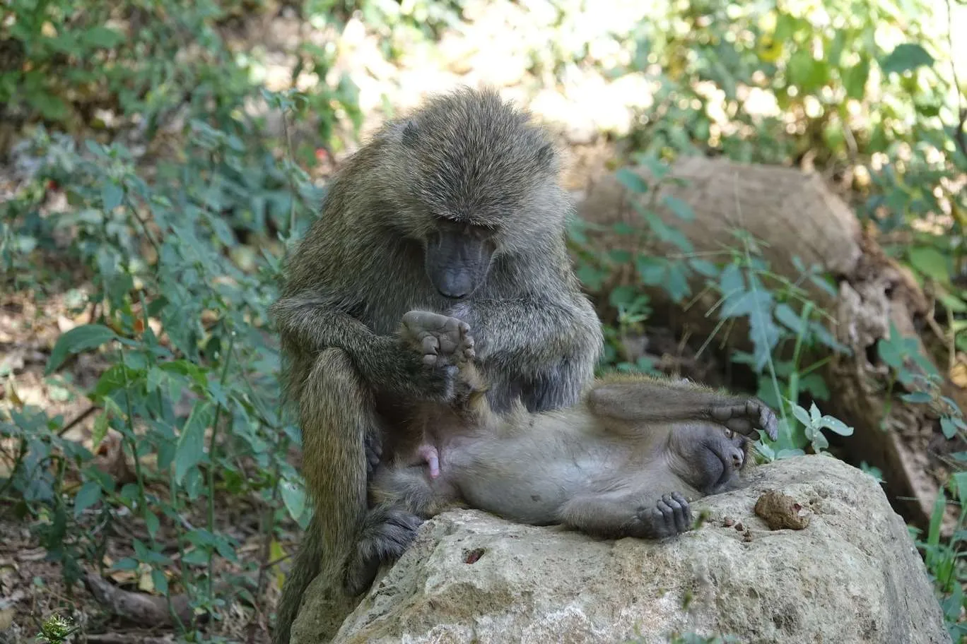 10-day Tanzania and Zanzibar itinerary - Lake Manyara National Park and Reserve