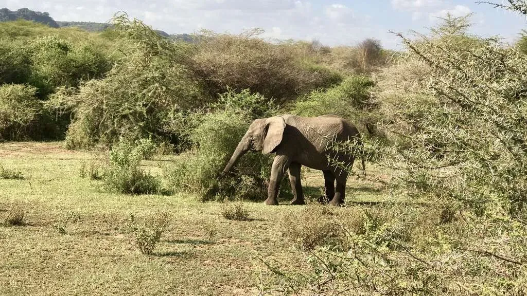 10-day Tanzania and Zanzibar itinerary - Lake Manyara National Park and Reserve