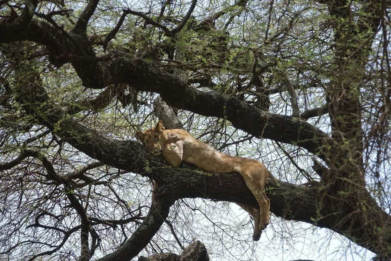 10-day Tanzania and Zanzibar itinerary - Lake Manyara National Park and Reserve