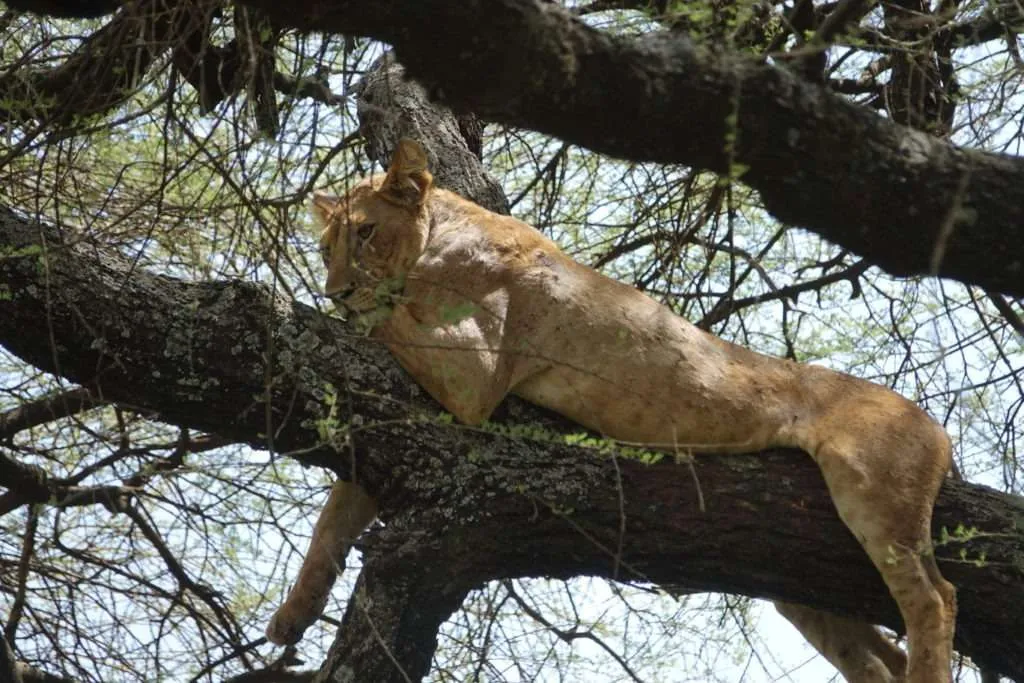10-day Tanzania and Zanzibar itinerary - Lake Manyara National Park and Reserve