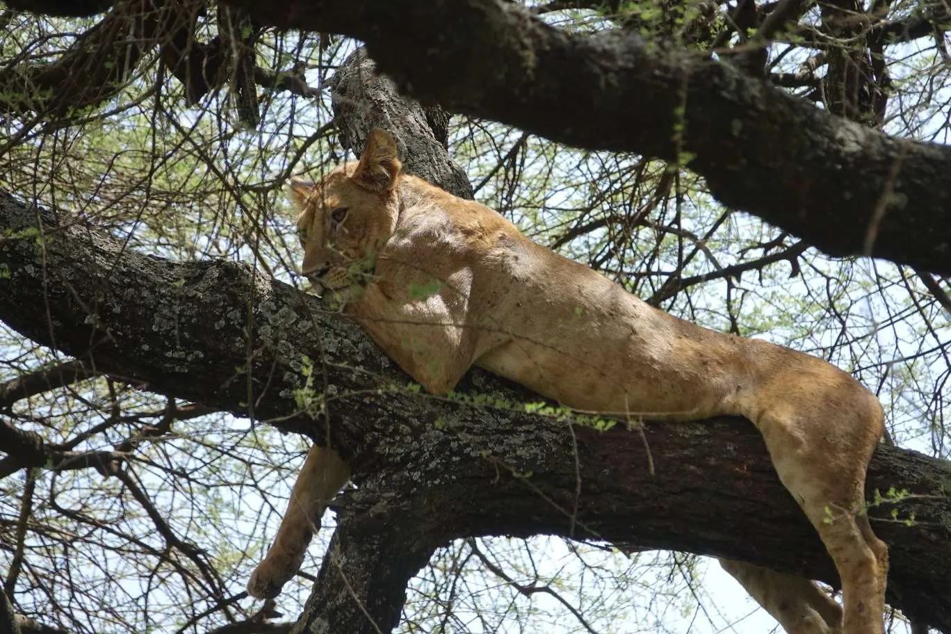 10-day Tanzania and Zanzibar itinerary - Lake Manyara National Park and Reserve