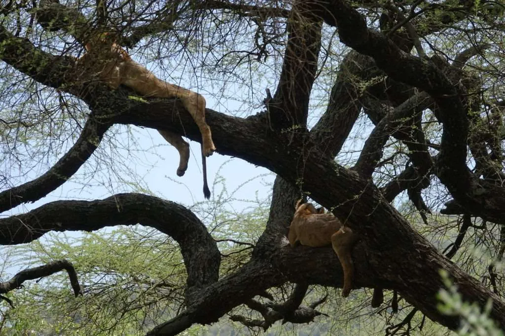 10-day Tanzania and Zanzibar itinerary - Lake Manyara National Park and Reserve