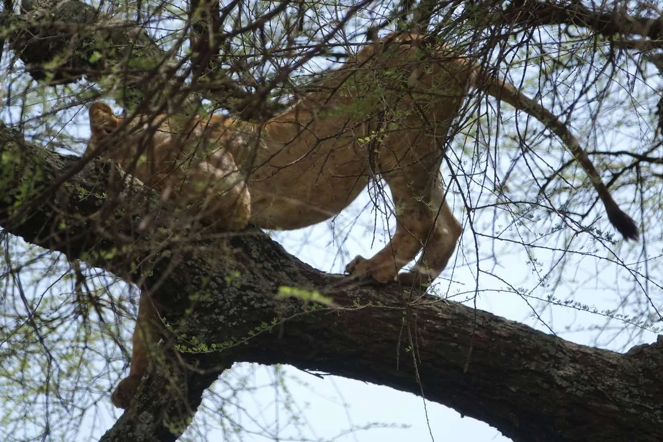 10-day Tanzania and Zanzibar itinerary - Lake Manyara National Park and Reserve
