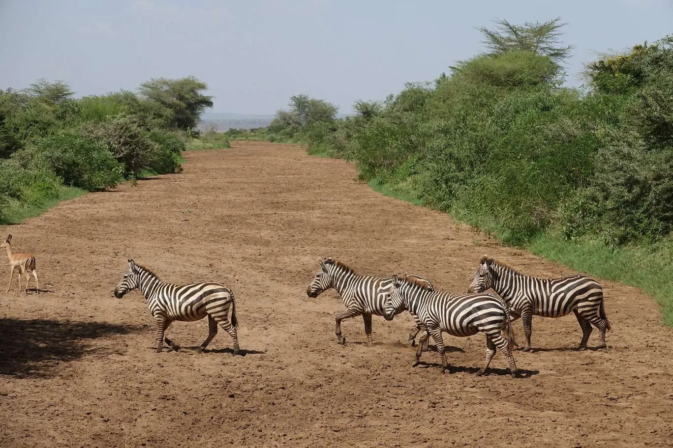 10-day Tanzania and Zanzibar itinerary - Lake Manyara National Park and Reserve