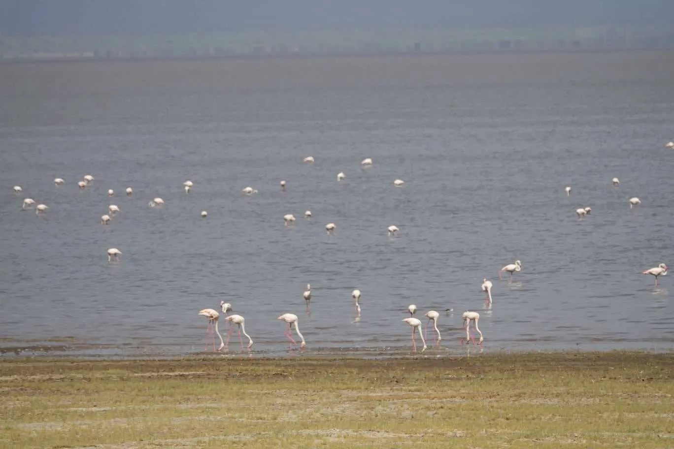 10-day Tanzania and Zanzibar itinerary - Lake Manyara National Park and Reserve