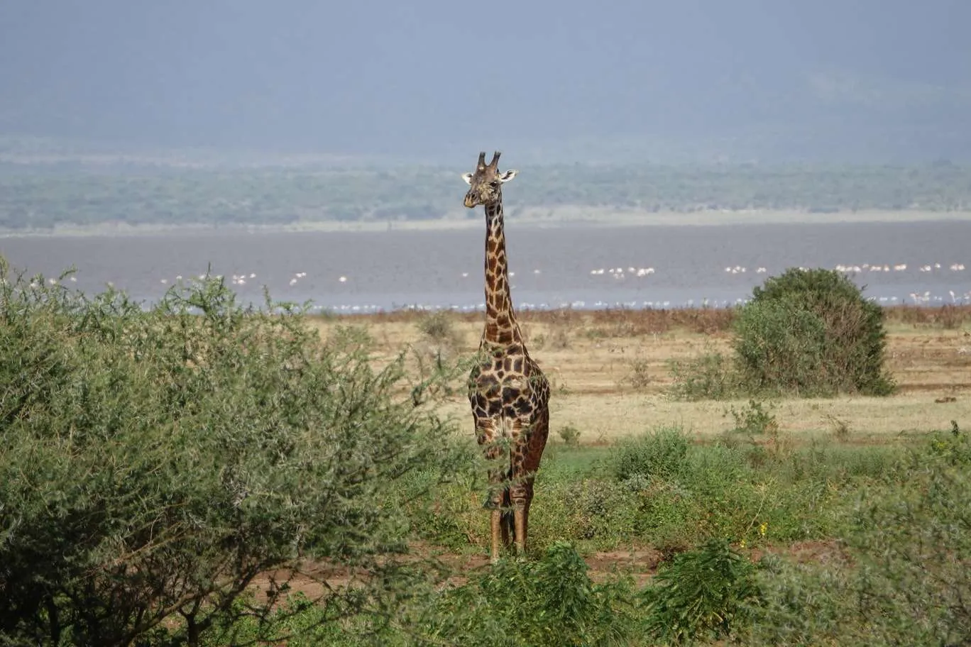 10-day Tanzania and Zanzibar itinerary - Lake Manyara National Park and Reserve